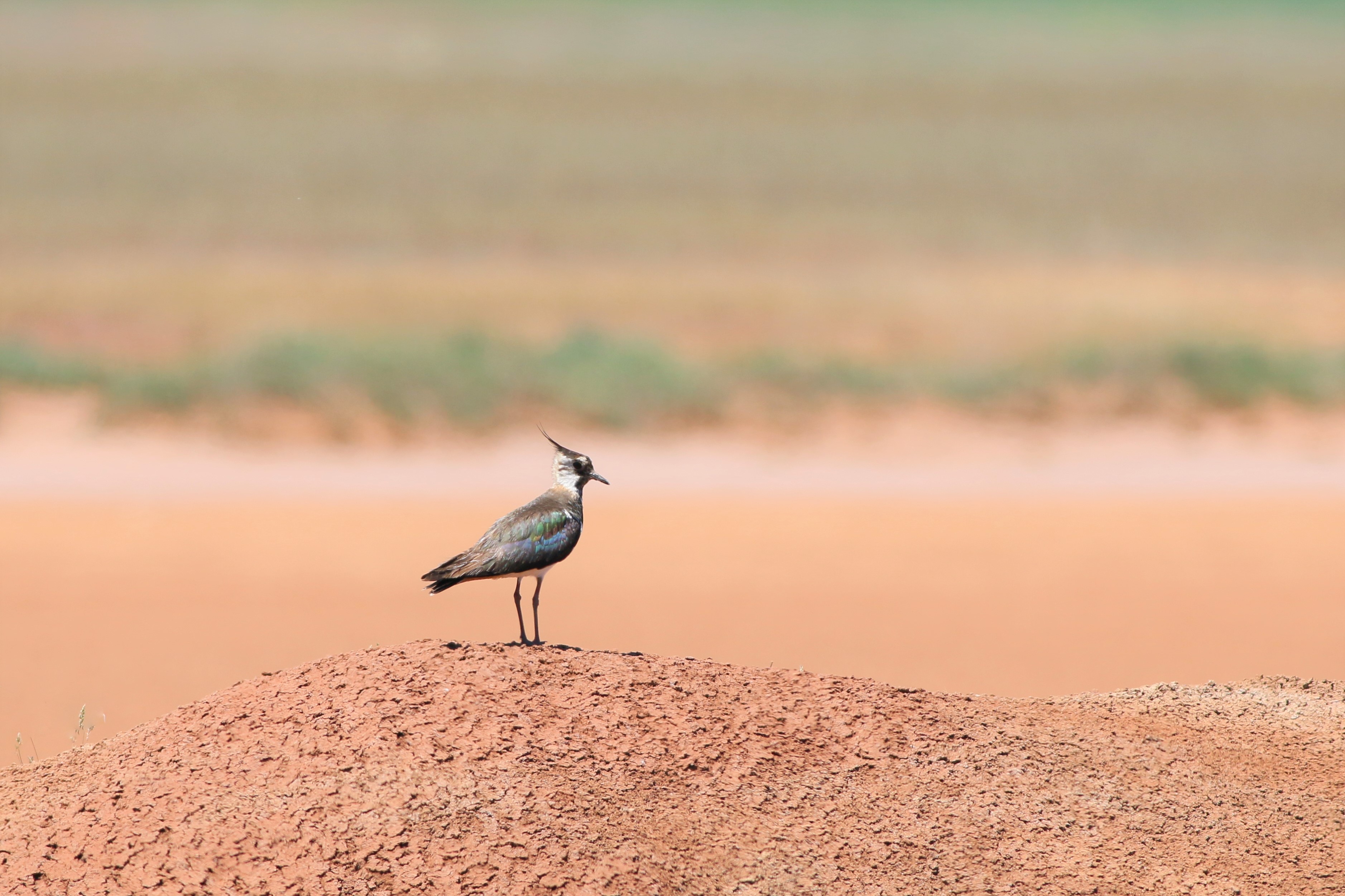 Northern Lapwing